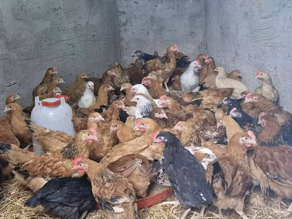 Chickens — Ázerbájdžán