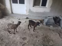 Ovce (šarže, pohlaví neuvedeno), Ovce — foto 2