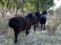 Sheep (batch, sex not specified), Sheep — photo 1