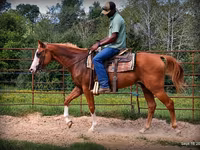 Caballo, American paint horse — foto 3