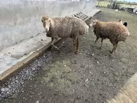भेड़, भेड़ — फ़ोटो 2