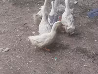 Ducks — foto 4