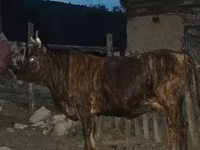 Bull, Cattle — photo 3