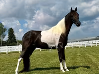 At, Tennessee Walking Horse — foto 4