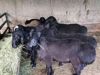 Sheep (batch, sex not specified), Sheep — photo 4