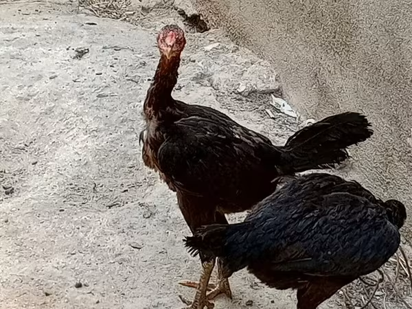 Guinea fowl — Azerbaijan