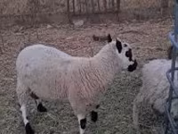 Baran, Cerry Hill sheep — zdjęcie 2