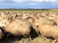 Sheep, Sheep — photo 7