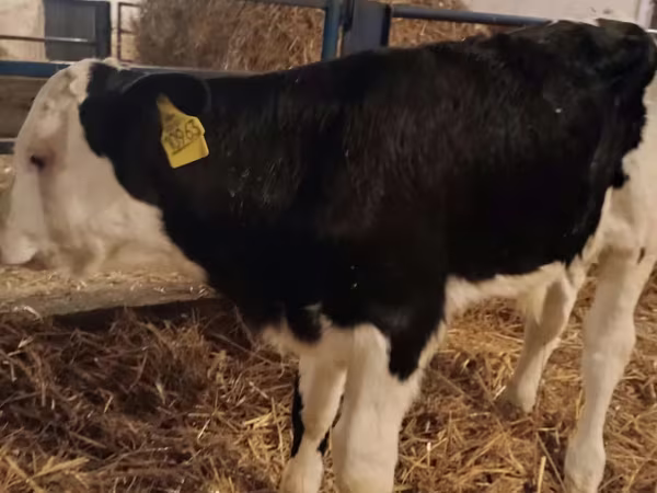 Bulle, Simmental cattle