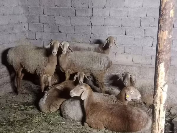 Widder, Arashan sheep