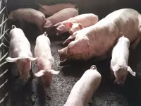 Sow, Pigs — photo 2