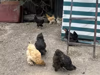 Brahma — foto 3