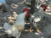 Chickens — Foto 3