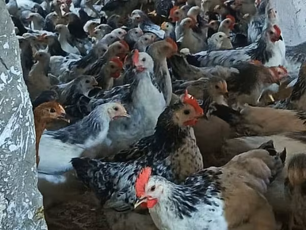 Adler Silver