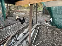 Chickens — 3-rasm