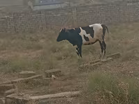 Cow, Russian Black pied cattle — photo 1