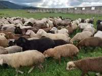 Sheep, Sheep — photo 2