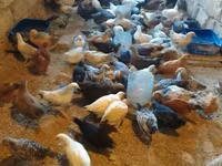 Chickens — photo 6