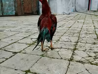 Chickens — photo 1