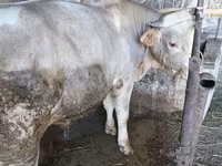 Bulle, Swiss cattle — Foto 6