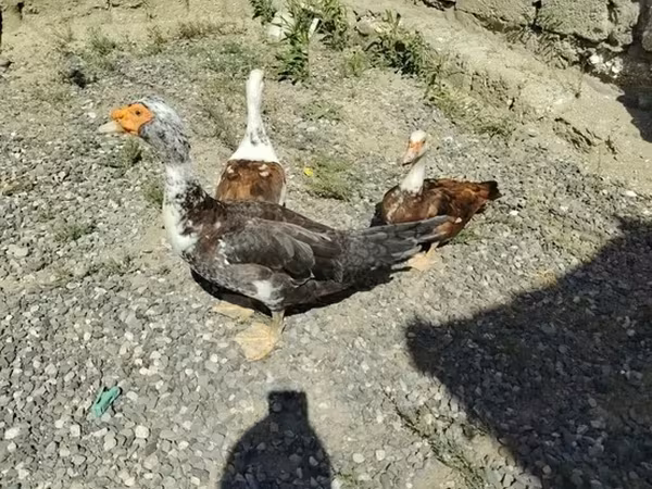 Ducks — Azerbaijan