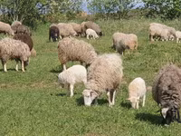Qoyun, Edilbay sheep — foto 3