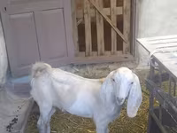 Keçi, Beetal goats — foto 7