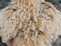 Бөдөнөлөр — сүрөт 5