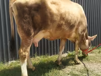 İnək, Swiss cattle — foto 5