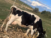 İnək, Kasta inəyi — foto 3