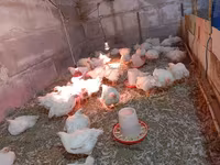 Chickens — Foto 1