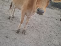 Cow, Cattle — photo 4