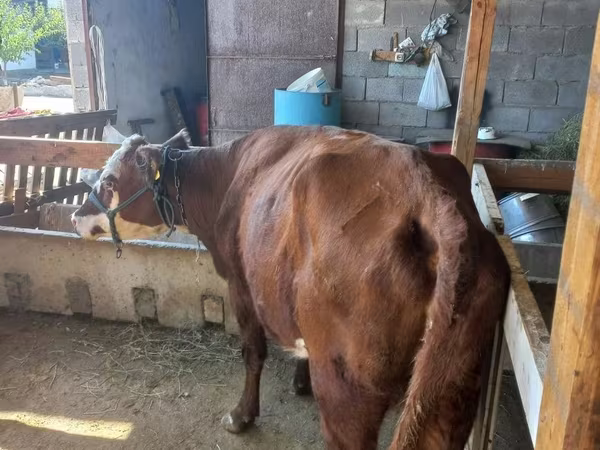 Krowa, Latvian Blue cattle