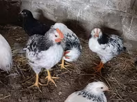 Adler Silver — foto 6