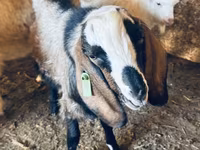 Bode, Nubian Goat — foto 3