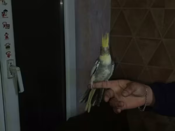 Quş qəfəsləri dəsti watsap aktivdi fikri cidi olmuyan narahat etmesin