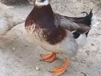 Ducks — foto 7