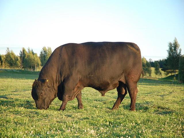 Aberdin – Angus