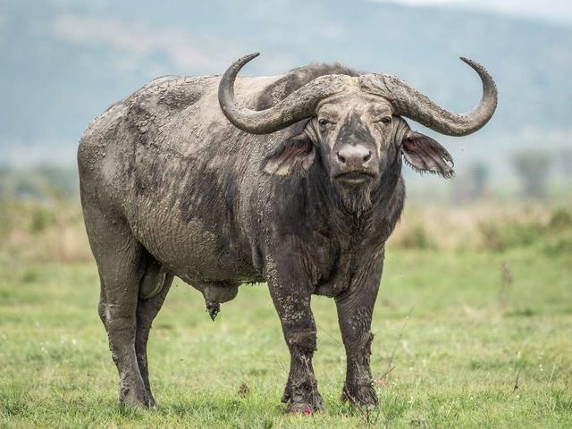 Afrikan buynuzu