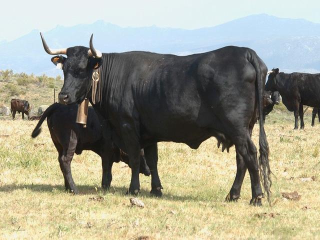 Avilenya-negra İberika