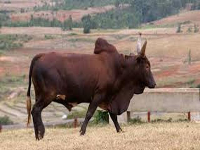 Azərbaycan zebu