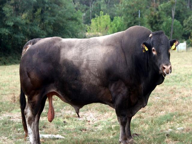Bazadaz