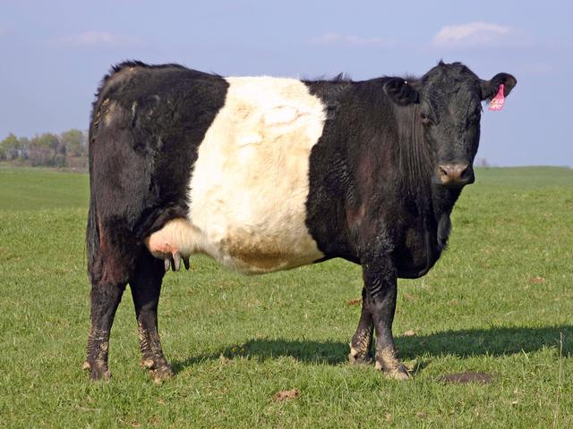 Büelinqo