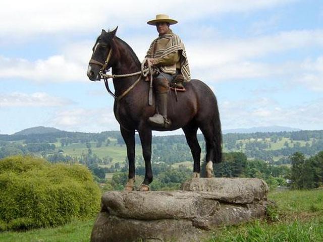 Chilean horse