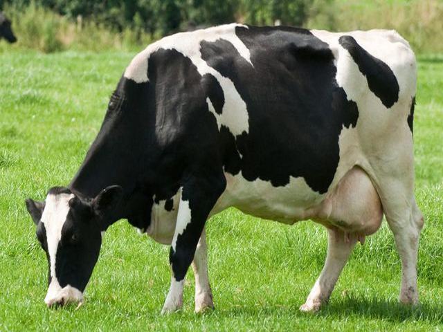 Holştin irqi