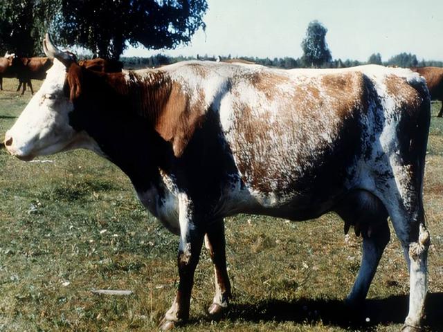 Qurğan inəyi