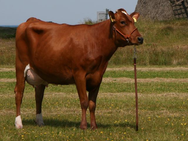 Danimarka qırmızı inəyi