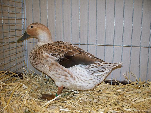Uels Harlequin