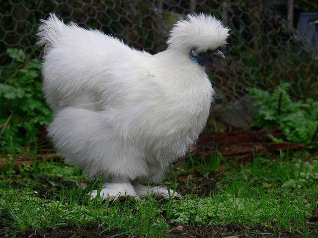 Silkie