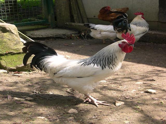 Burbonnais